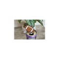 Football Can Opener Keychain